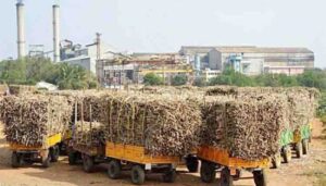 Sugarcane Crushing