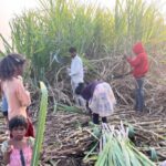 Sugarcane Cutting Labour