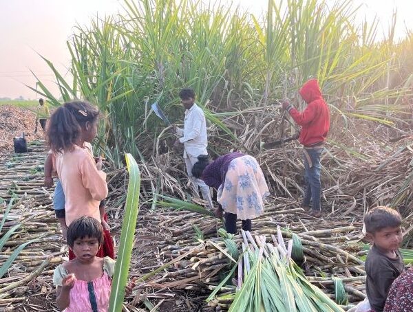 Sugarcane Cutting Labour