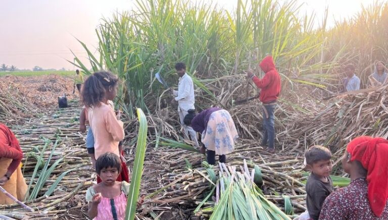 Sugarcane Cutting Labour