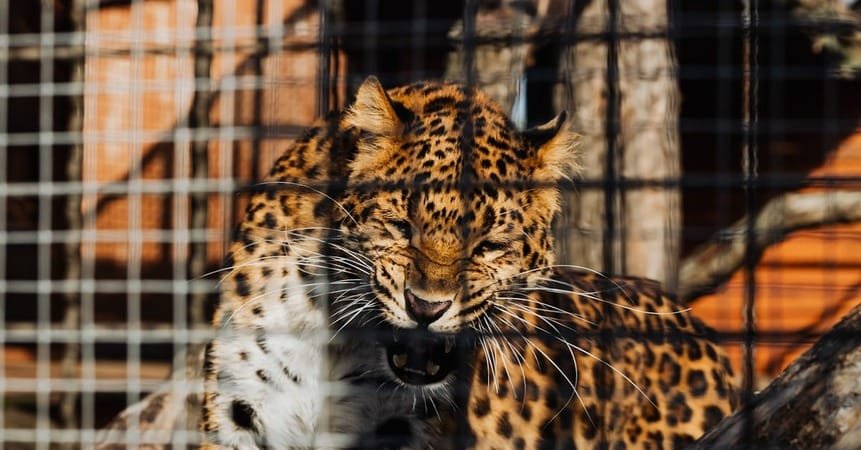 Leopard finally captured in sugarcane field